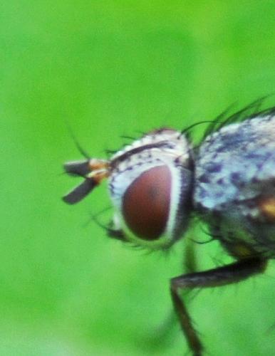 Solieria pacifica